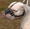 American Bulldog dog Muzzles&nbsp;