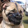 Anatolian Shepherd Dog Muzzles