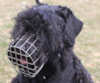 Black Russian Terrier dog Muzzles 
