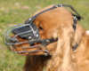English Cocker Spaniel dog muzzle 