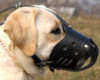Labrador Retriever dog Muzzles&nbsp;