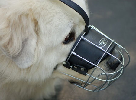 pyrenees mountain dog. Great Pyrenees Wire Basket Dog