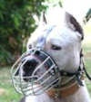 Amstaff dog Muzzles