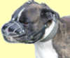 Boxer dog Muzzle&nbsp;