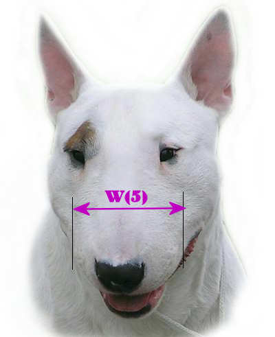 bull terrier breed sount size for choose dog muzzle