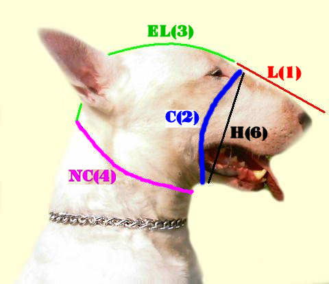 Leather dog muzzle for bull terrier to choose dog muzzle