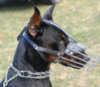Doberman Pinscher dog Muzzles&nbsp;