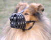 Collie dog Muzzles