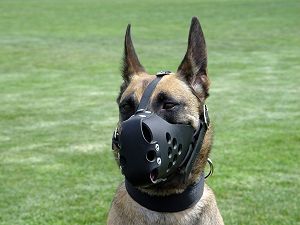 leather-dog-muzzle-german-shepherd-dog-m