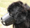 Newfoundland dog Muzzle 