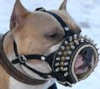 American Pit Bull Terrier dog Muzzles 