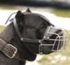 Cane Corso dog Muzzles