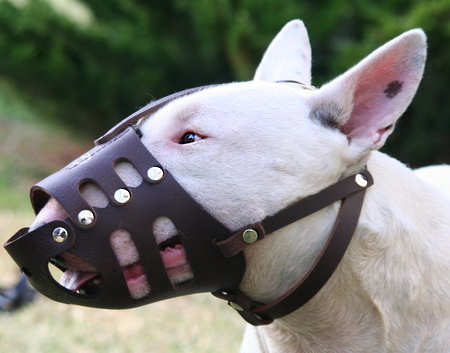 Bull Terrier leather dog muzzle - handmade custom leather muzzle - Click Image to Close