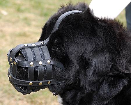 newfoundland-dog-muzzle-leather-m41_LRG.