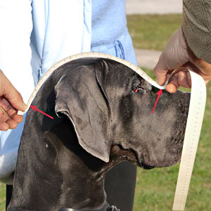 How to measure your pet easily