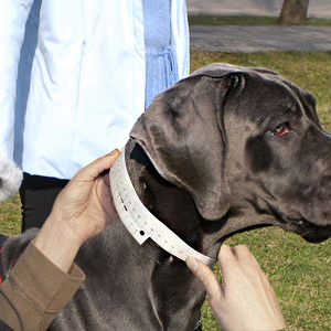 Several recommendations on how to size your dog