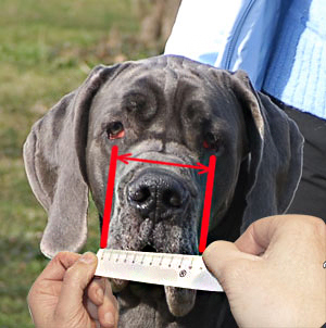 How to size your dog's dimensions