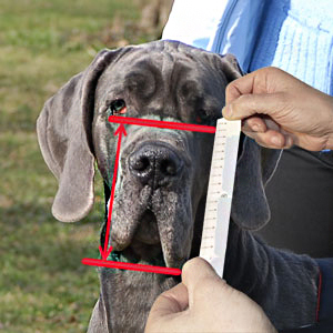 Spend several minutes and measure your dog
thoroughly