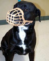 PLASTIC WIRE MUZZLE DOG MUZZLE for Pitbull