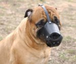 Everyday Bullmastiff Leather dog muzzle