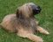 Everyday Briard Leather dog muzzle