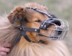 Collie Wire Basket dog muzzle