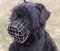 Russian Terrier Wire Basket Dog Muzzle for Training and Walking