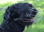Wire Basket dog muzzle Russian Terrier