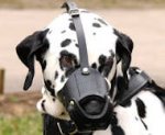 Everyday Dalmatian Leather dog muzzle
