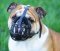 English Bulldog Leather Dog Muzzle - British Bulldog Ventilated Basket Muzzle