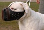 Dogo Argentino Leather dog muzzle"Dondi"-Argentinian Mastiff