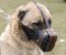 Leather dog muzzle "Dondi"-pluse style For Anatolian Shepherd