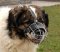 Caucasian Shepherd Basket Wire Dog Muzzle - Kavkaskaia Ovtcharka