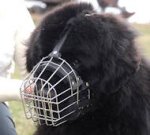 Newfoundland Wire Basket dog muzzle