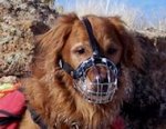 Golden Retriever wire basket dog muzzle