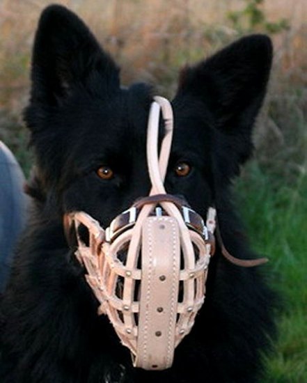 Belgian Sheeperd Leather dog muzzle - dog training muzzle