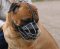 Bullmastiff Wire Basket dog muzzle-Large dog muzzle