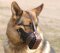Leather dog muzzle "Dondi"-plus style For German Shepherd