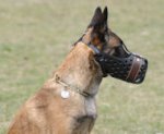 Leather dog muzzle "Dondi" PLUS style For Malinois