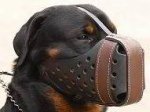 Leather dog muzzle "Dondi" style For Rottweiler M55