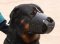 Everyday Rottweiler Leather dog muzzle