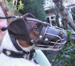 American Foxhound Wire Basket Muzzles - Dogs with longer snout