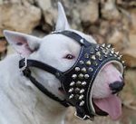 Royal Spiked Leather Dog Muzzle for Bull Terrier