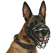 belgian malinois muzzle