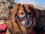 Golden Retriever wire basket dog muzzle