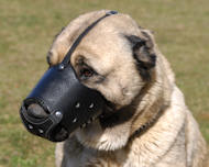 Everyday Anatolian Shepherd Leather dog muzzle