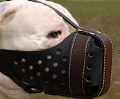 American Pit bull dog Training Muzzle - Dondi "style" pluse