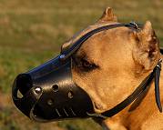 Everyday Amstaff Leather dog muzzle
