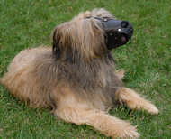 Everyday Briard Leather dog muzzle