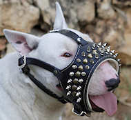 Royal Spiked Leather Dog Muzzle for Bull Terrier